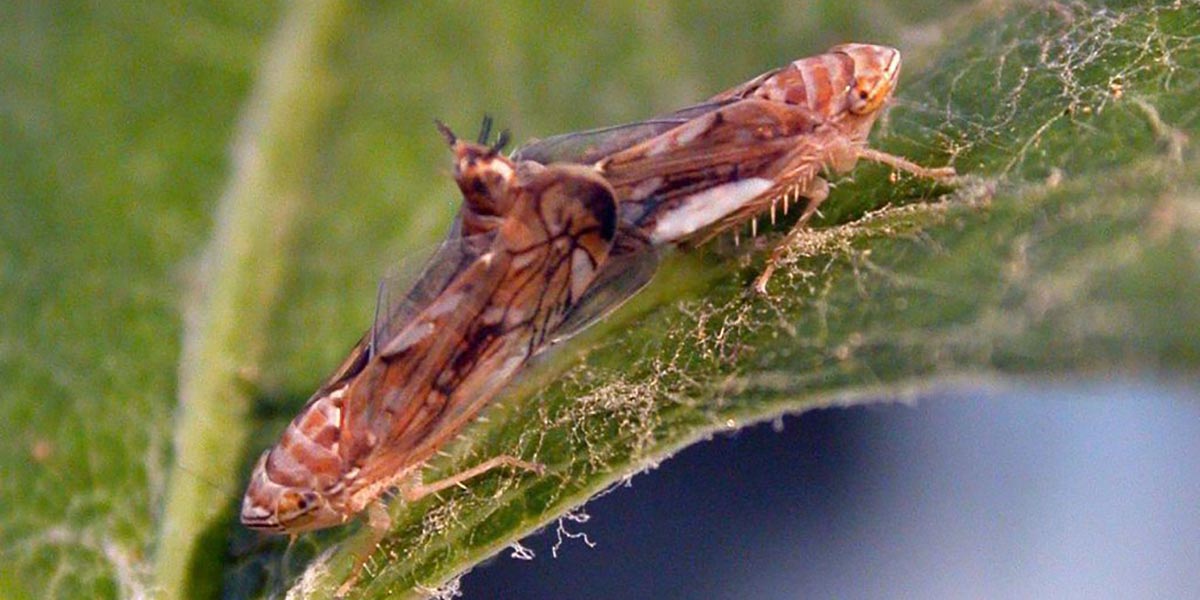 Gli insetti comunicano con i "ferodoni" e gli "allelodoni"